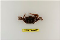 藏品(北方丑招潮蟹)的圖片